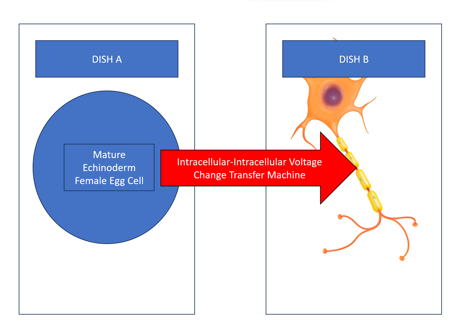 Intracellular-Intracellular Voltage Change Transfer Machine Diagram by CS